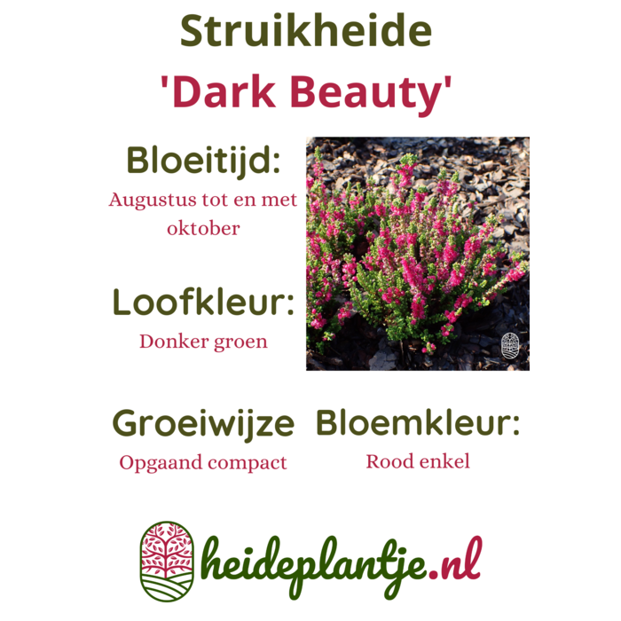Struikheide | Calluna vulgaris. 'Dark Beauty' P9.5