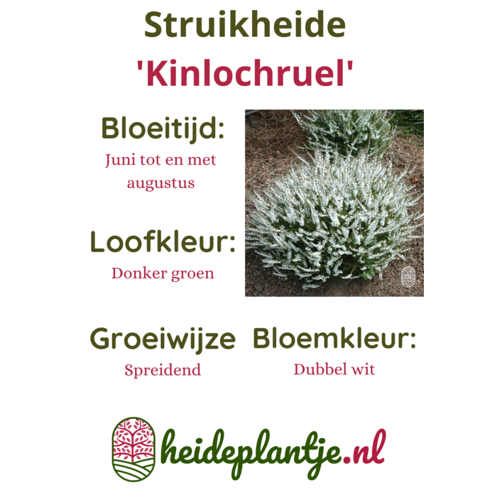 Struikheide | Calluna vulgaris. 'Kinlochruel' P10,5