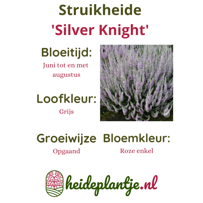 Struikheide | Calluna vulgaris. 'Silver Knight/Queen' P9,5