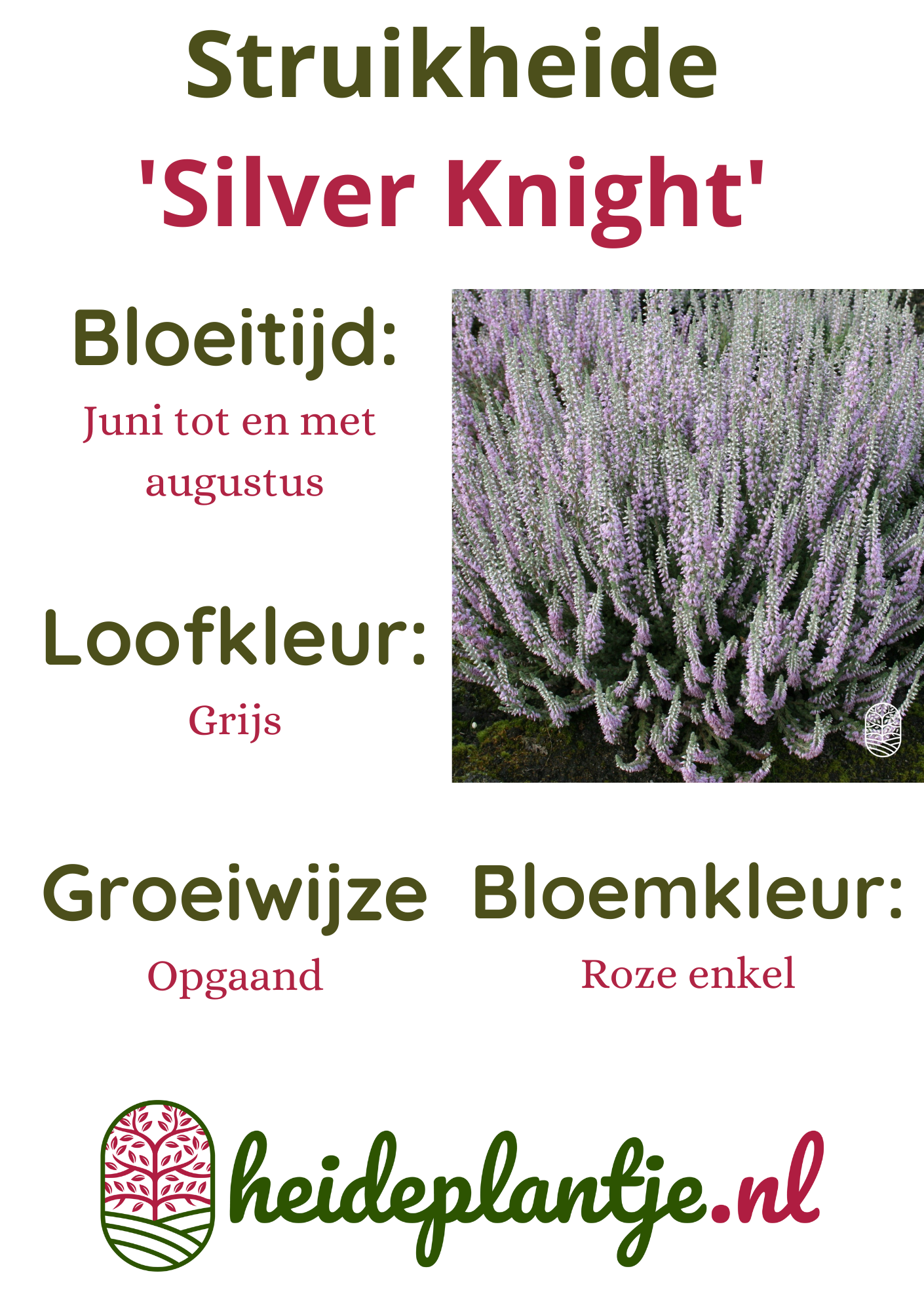 Struikheide | Calluna vulgaris. 'Silver Knight/Queen' P9,5