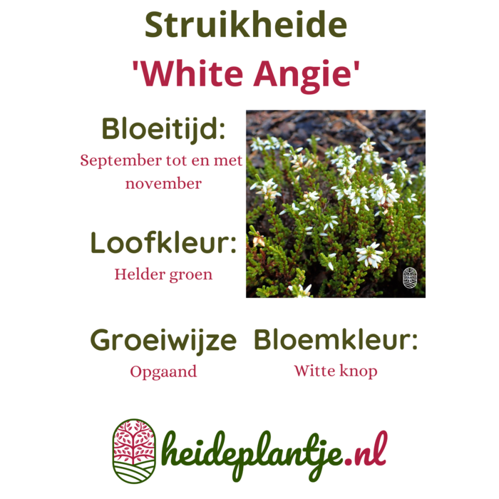 Struikheide | Calluna vulgaris. 'White Angie' P10,5 Struikheide | Calluna vulgaris. 'White Angie' P10,5