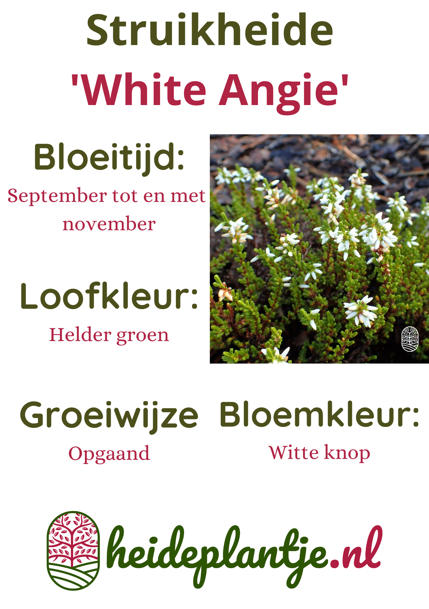Struikheide | Calluna vulgaris. 'White Angie' P10,5  Struikheide | Calluna vulgaris. 'White Angie' P10,5
