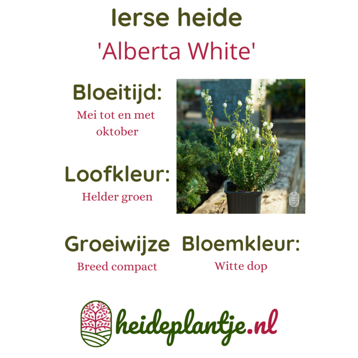 Ierse heide | Daboecia cantabrica. 'Alberta White' P10,5 Ierse heide | Daboecia cantabrica. 'Alberta White' P10,5