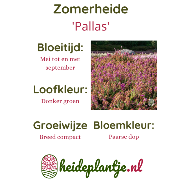 Zomerheide | Erica cinerea. 'Pallas' P9
