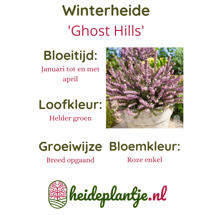 Winterheide | Erica darleyensis. 'Ghost Hills' P10,5