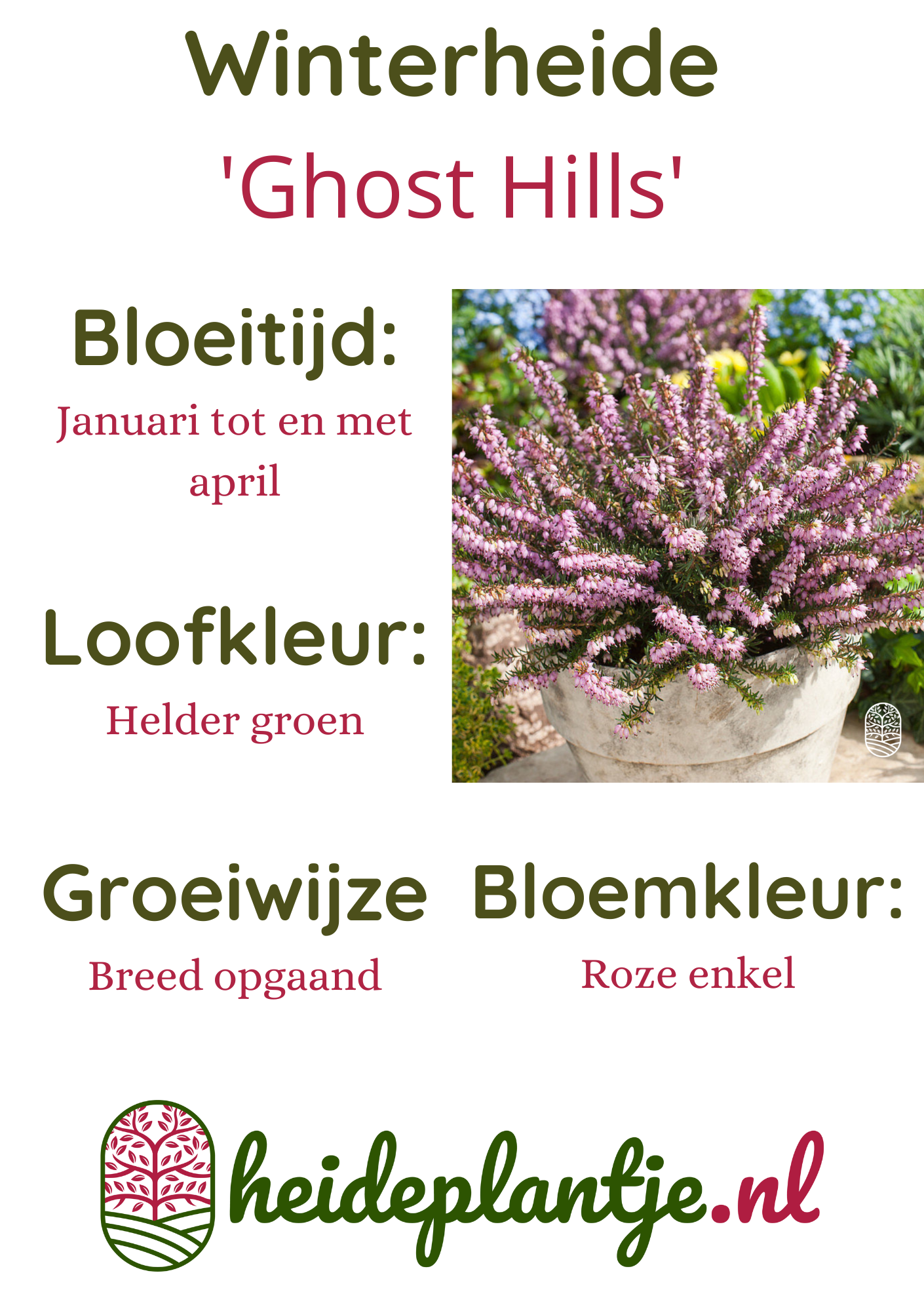 Winterheide | Erica darleyensis. 'Ghost Hills' P9.5