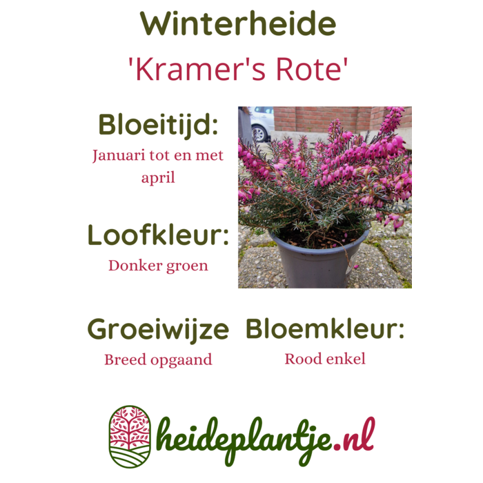 Winterheide | Erica darleyensis 'Kramer's Rote' P10,5