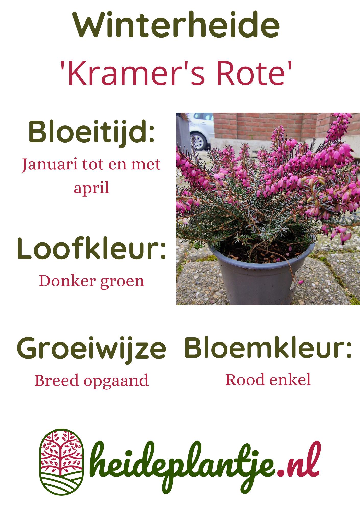 Winterheide | Erica darleyensis 'Kramer's Rote'/Rubina P10,5