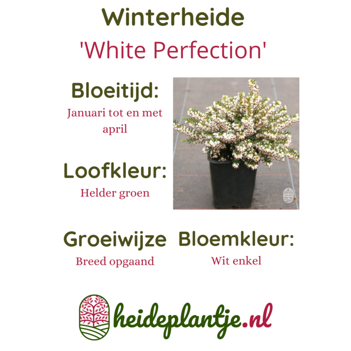 Winterheide | Erica darleyensis 'White Perfection' P10,5