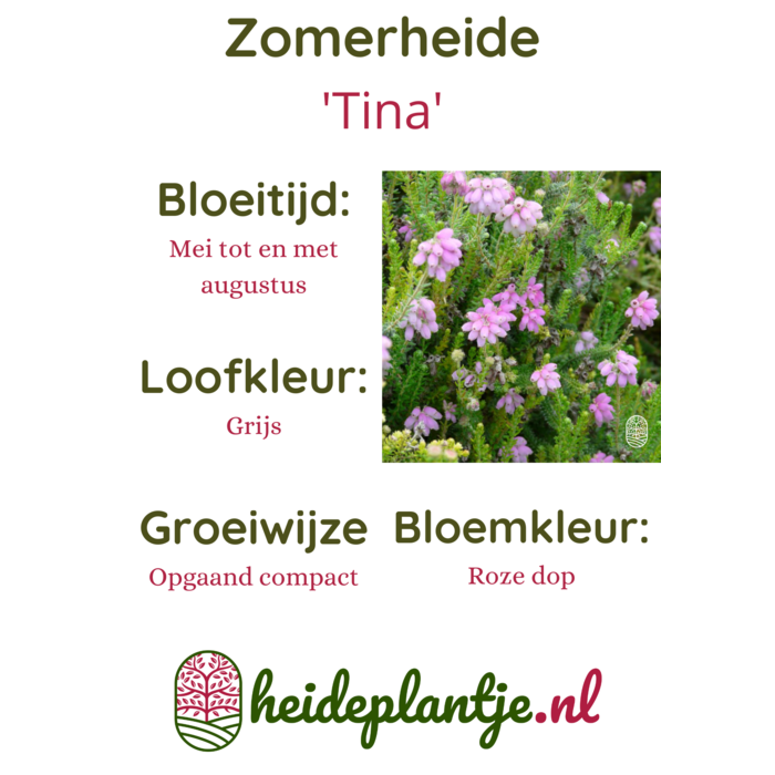 Zomerheide | Erica tetralix 'Tina' P10,5 Zomerheide | Erica tetralix 'Tina' P10,5