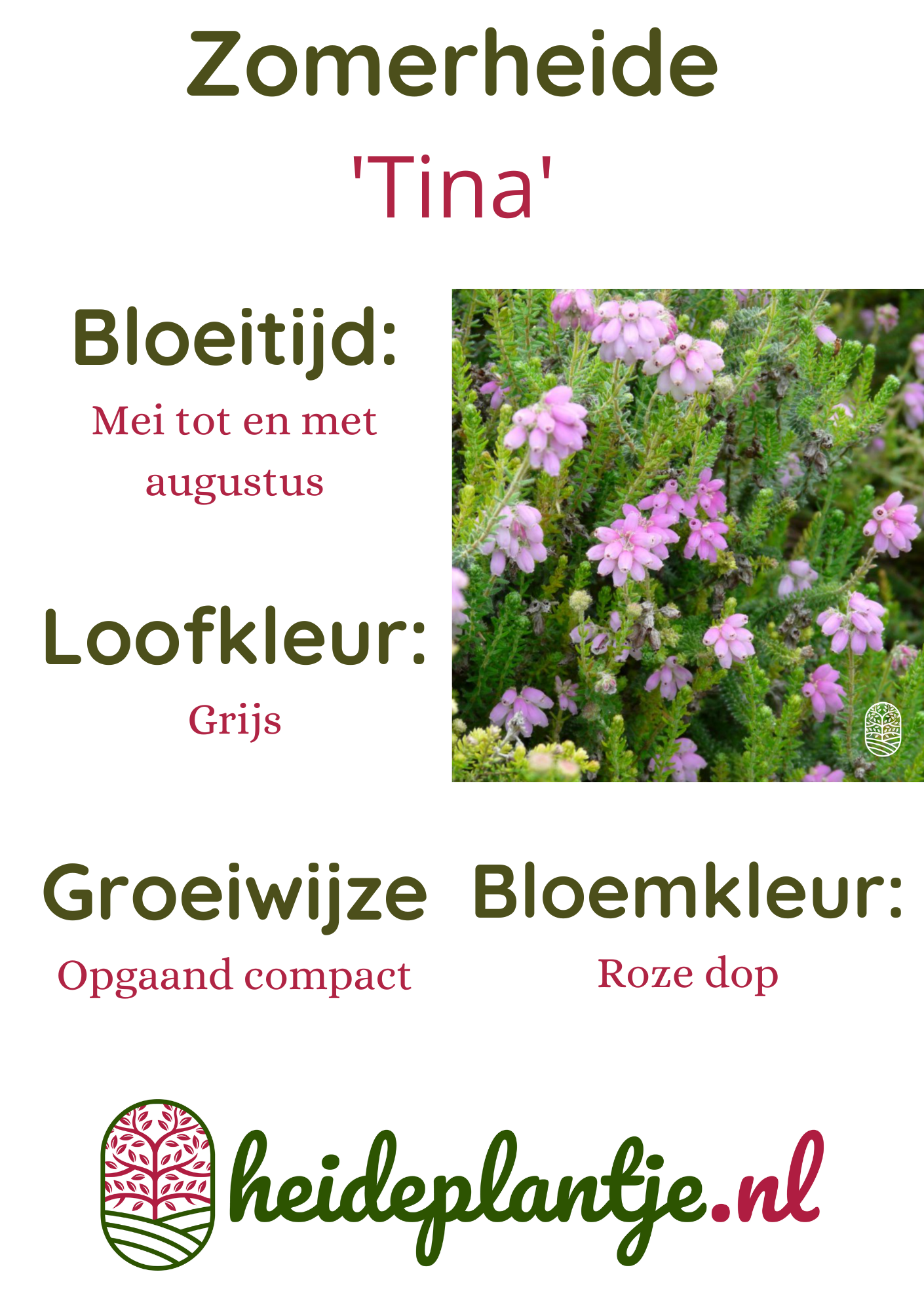 Zomerheide | Erica tetralix 'Tina' P10,5  Zomerheide | Erica tetralix 'Tina' P10,5