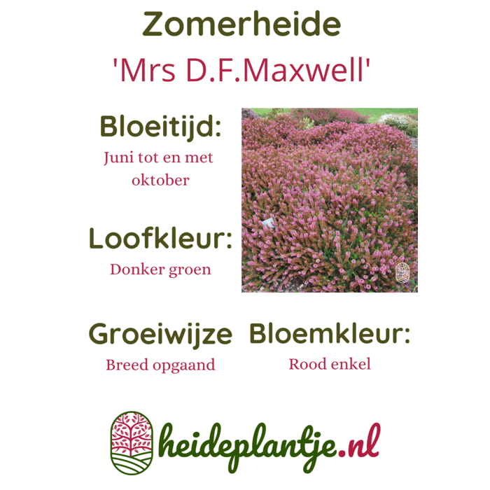 Zomerheide | Erica vagans 'Mrs D.F.Maxwell' P10,5