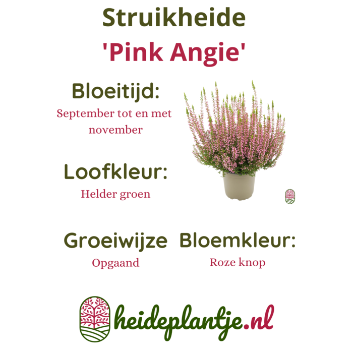 Struikheide | Calluna vulgaris. 'Pink Angie' P10,5