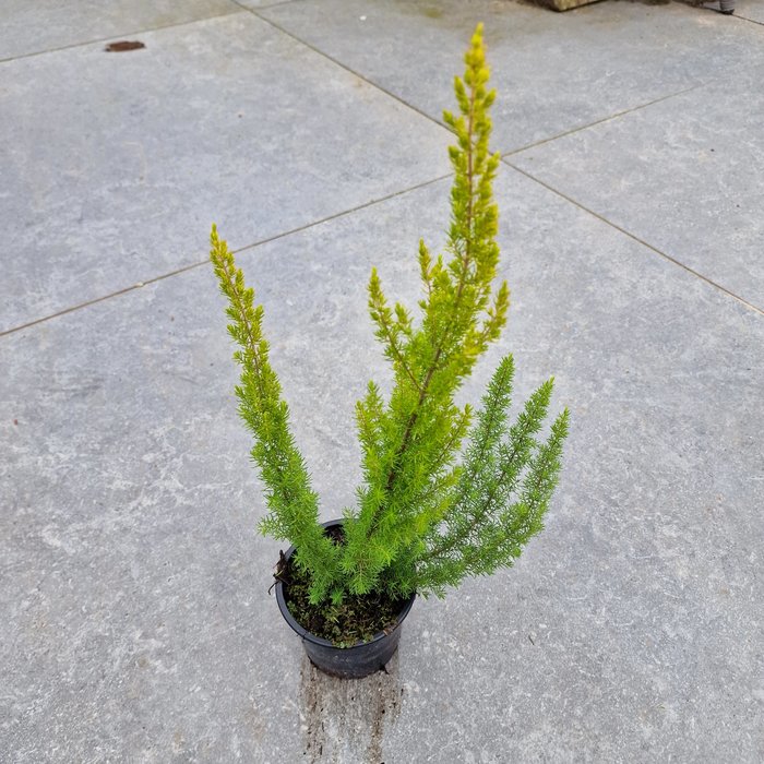 Boomheide | Erica arborea 'Albert's Gold' P11 Boomheide | Erica arborea 'Albert's Gold' P11