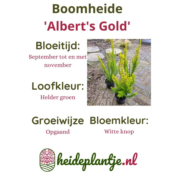Boomheide | Erica arborea 'Albert's Gold' P11 Boomheide | Erica arborea 'Albert's Gold' P11