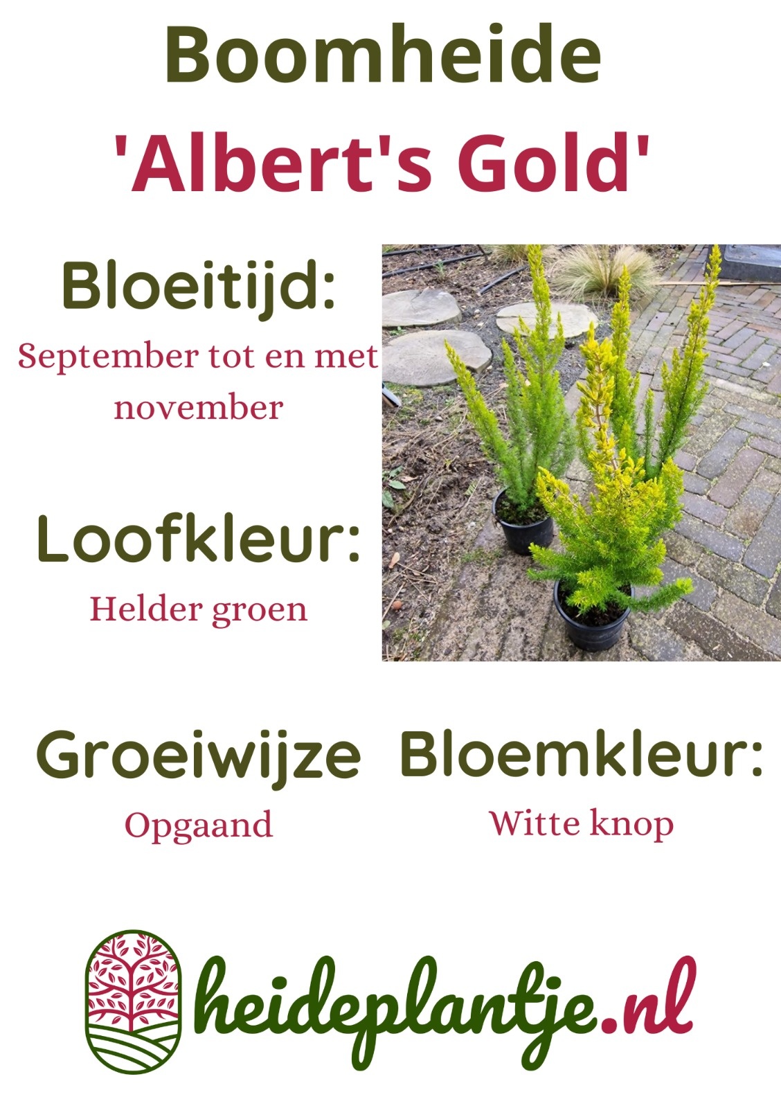 Boomheide | Erica arborea 'Albert's Gold' P11  Boomheide | Erica arborea 'Albert's Gold' P11