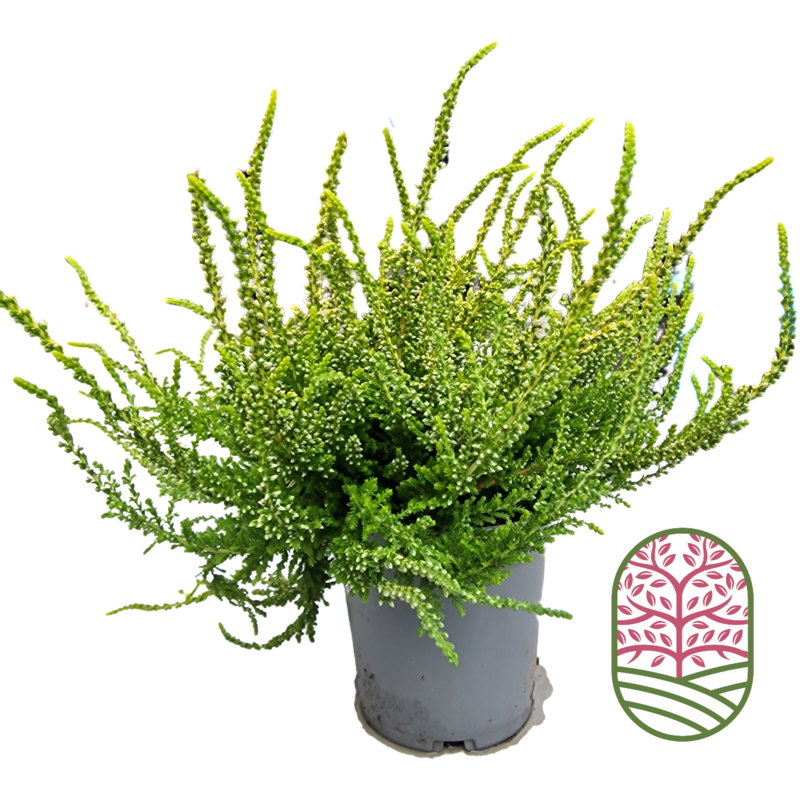 Struikheide | Calluna vulgaris. 'Dart's Parrot' P11