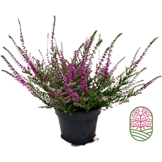 Struikheide | Calluna vulgaris. ‘Red Pimpernel’ P11