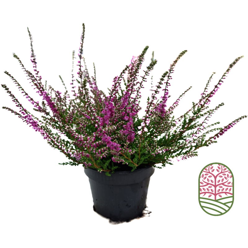 Struikheide | Calluna vulgaris. ‘Red Pimpernel’