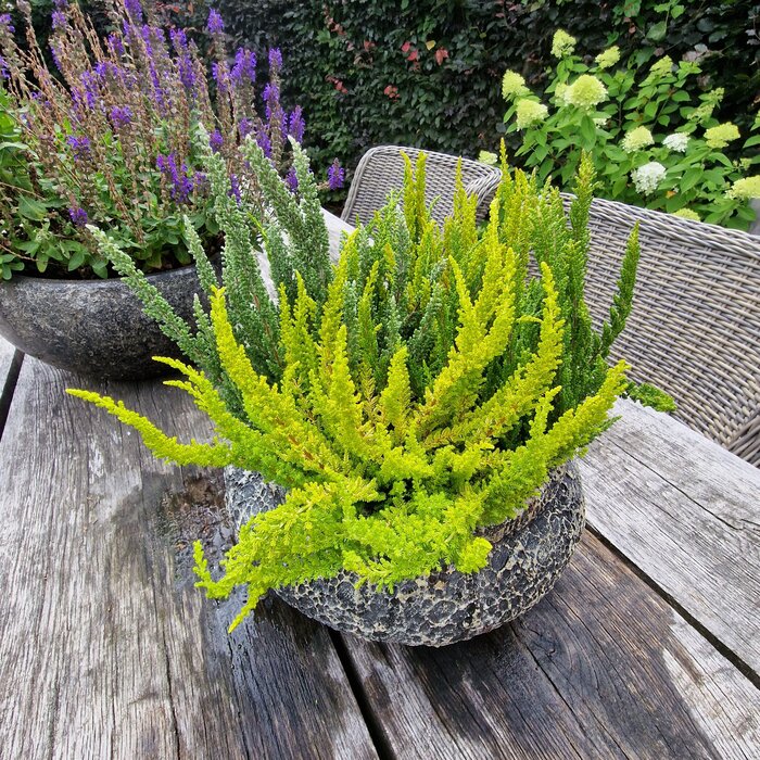 Struikheide | Calluna vulgaris. 'Skyline' P9,5