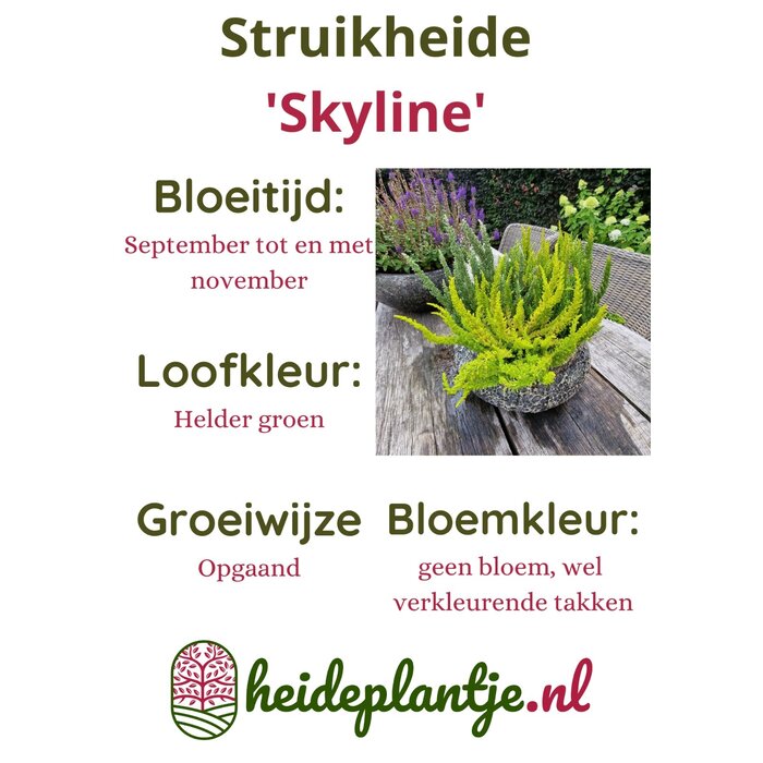 Struikheide | Calluna vulgaris. 'Skyline' P9,5