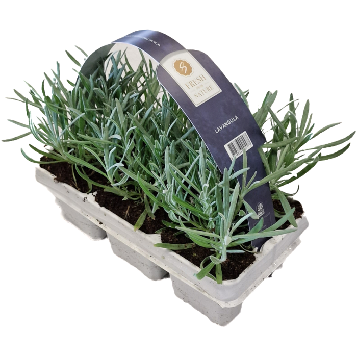 Lavendel | Lavandula angustifolia Fresh from Nature