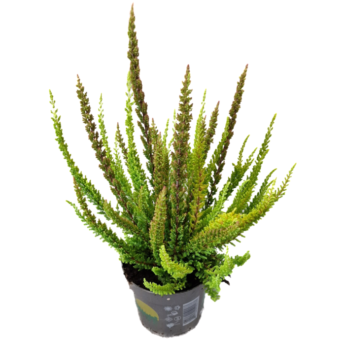 Struikheide | Calluna vulgaris. 'Skyline' Trio Beauty Ladys gemengd in pot P10,5