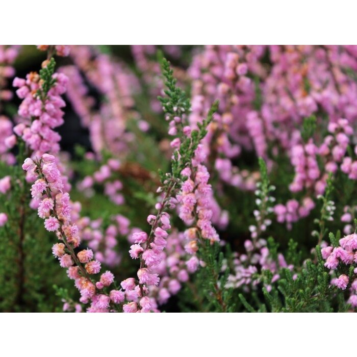 Struikheide | Calluna vulgaris. 'J. H.  Hamilton' P10,5