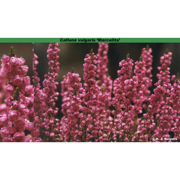 Struikheide | Calluna vulgaris. 'Marcelita' P10,5