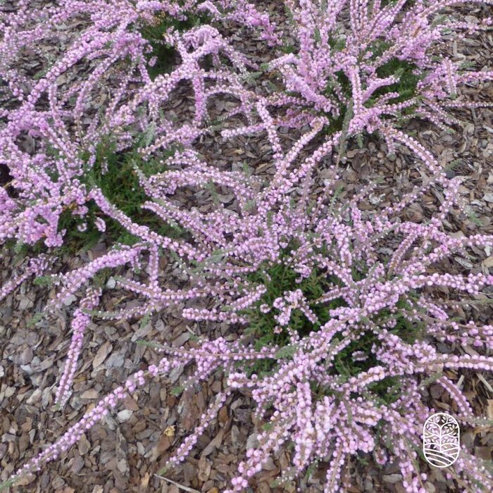 Struikheide | Calluna vulgaris. 'Elsie Purnell' P9,5 Struikheide | Calluna vulgaris. 'Elsie Purnell' P9,5
