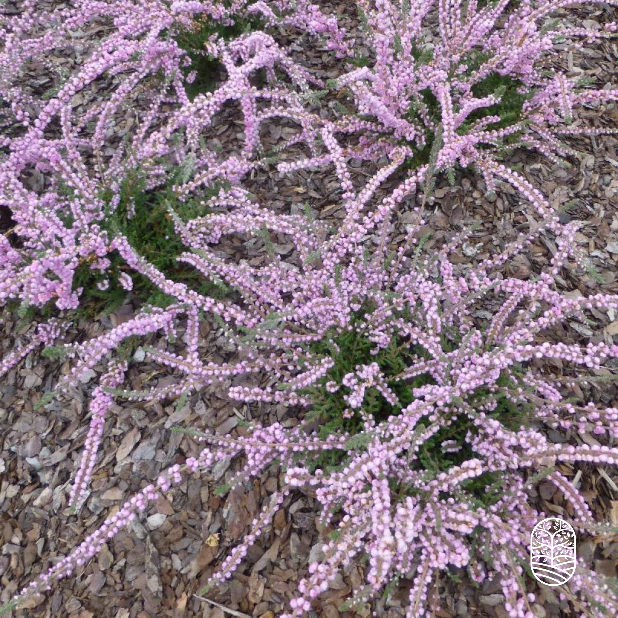 Struikheide | Calluna vulgaris. 'Elsie Purnell' P9,5  Struikheide | Calluna vulgaris. 'Elsie Purnell' P9,5