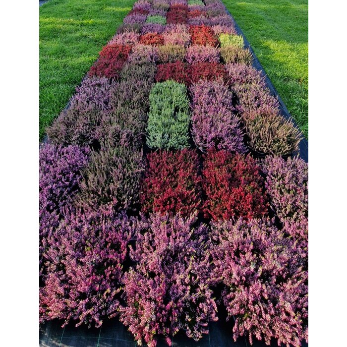 Calluna vulgaris. 'Garden Girls' mix  10/15cm P11
