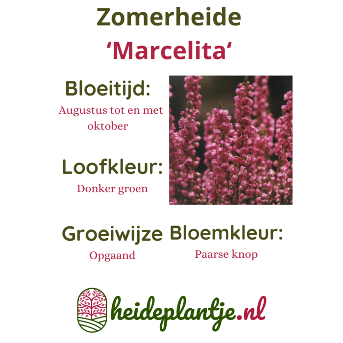 Struikheide | Calluna vulgaris. 'Marcelita' P10,5