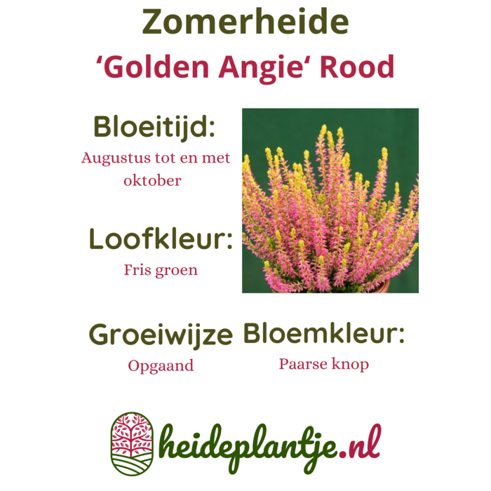 Struikheide | Calluna vulgaris.  'Golden Angie' Rood P10,5