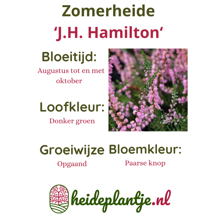 Struikheide | Calluna vulgaris. 'J. H.  Hamilton' P10,5