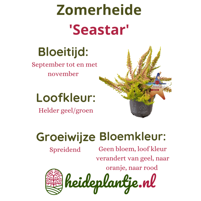 Struikheide | Calluna vulgaris. 'Seastar' Beauty Ladies P9,5