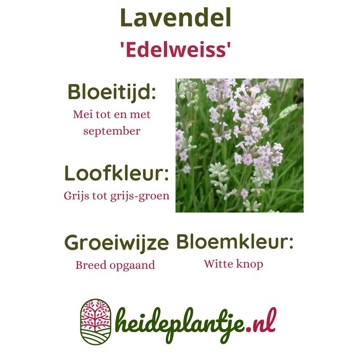 Lavendel | Lavandula angustifolia 'Edelweiss' P9