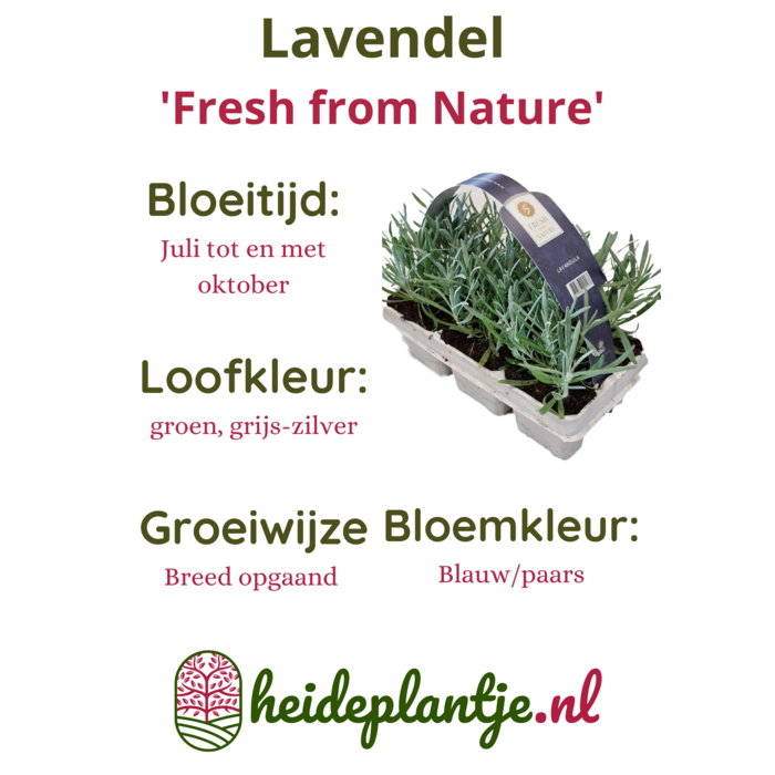 Lavendel | Lavandula angustifolia Fresh from Nature