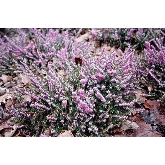 Winterheide | Erica darleyensis. 'Furzey' P10,5