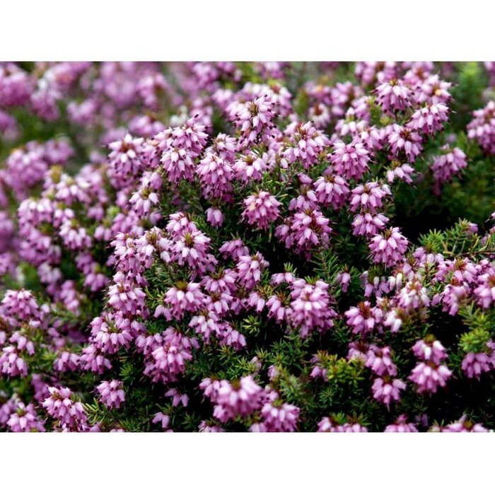 Winterheide | Erica darleyensis. 'Mary Helen' P9,5 Winterheide | Erica darleyensis. 'Mary Helen' P9,5