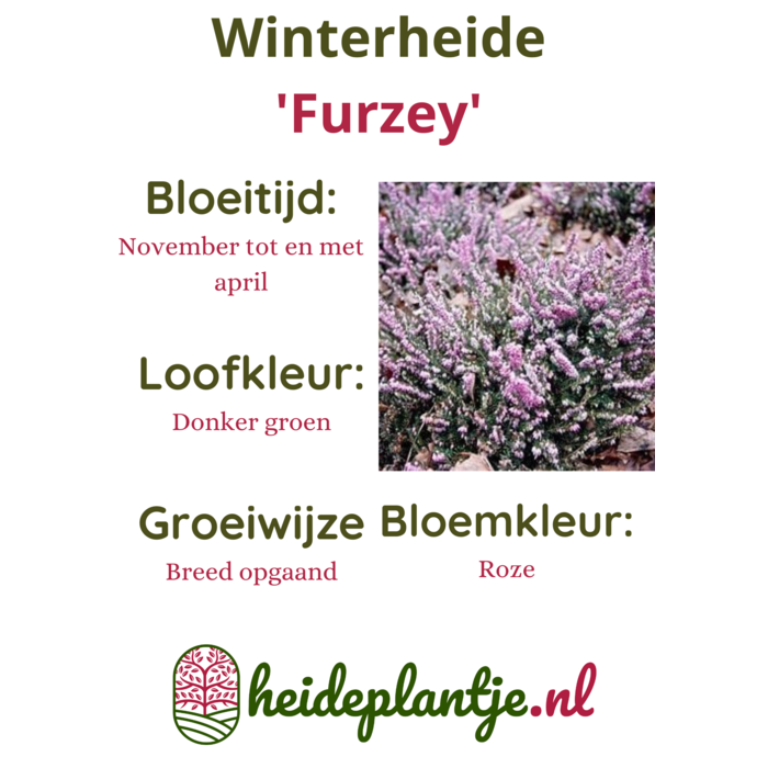 Winterheide | Erica darleyensis. 'Furzey' P10,5