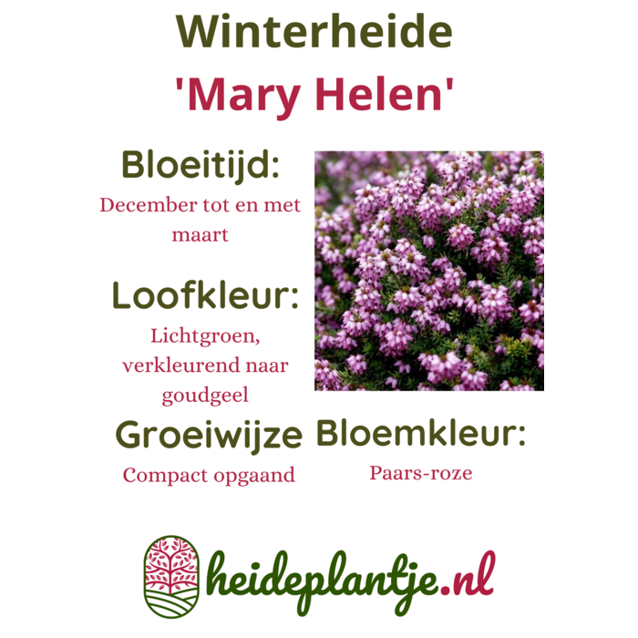 Winterheide | Erica darleyensis. 'Mary Helen' P9,5 Winterheide | Erica darleyensis. 'Mary Helen' P9,5