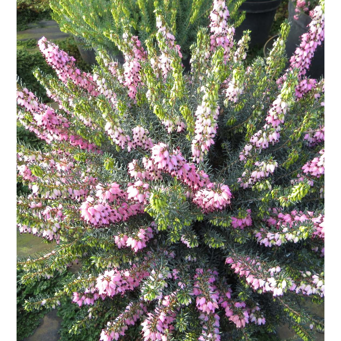Winterheide | Erica darleyensis. 'Winter Treasure' P9,5 Winterheide | Erica darleyensis. 'Winter Treasure' P9,5