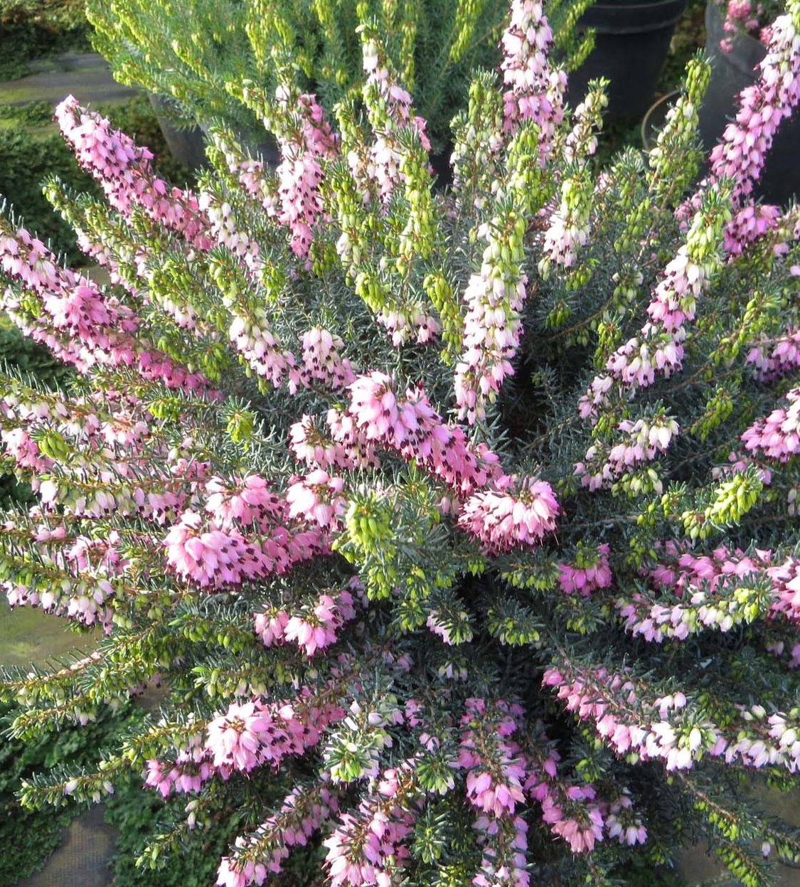 Winterheide | Erica darleyensis. 'Winter Treasure' P9,5  Winterheide | Erica darleyensis. 'Winter Treasure' P9,5