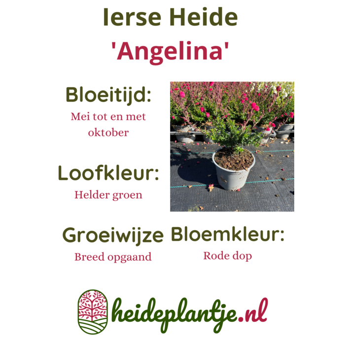 Ierse heide | Daboecia cantabrica. 'Angelina' P10,5