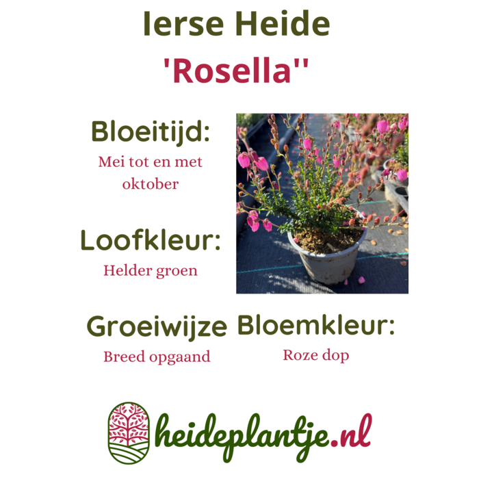 Ierse heide | Daboecia cantabrica. 'Rosella' P10,5