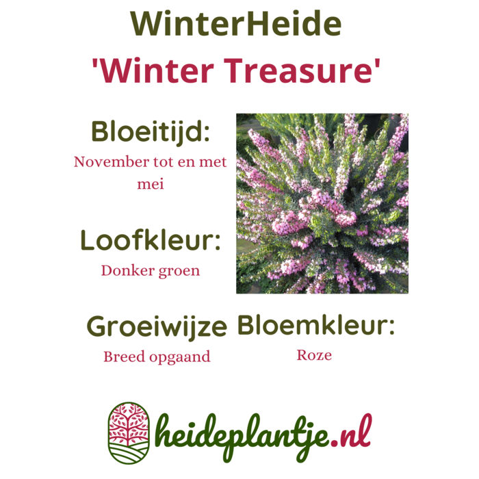Winterheide | Erica darleyensis. 'Winter Treasure' P9,5 Winterheide | Erica darleyensis. 'Winter Treasure' P9,5