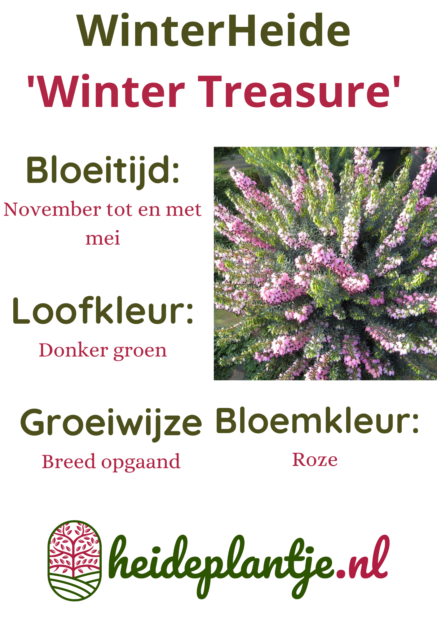 Winterheide | Erica darleyensis. 'Winter Treasure' P9,5  Winterheide | Erica darleyensis. 'Winter Treasure' P9,5