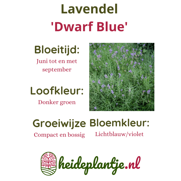 Lavendel | Lavandula angustifolia. 'Dwarf Blue' P9