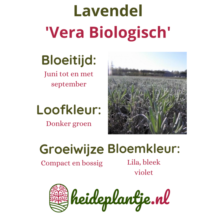 Lavendel | Lavandula intermedia 'Vera', Biologisch P13